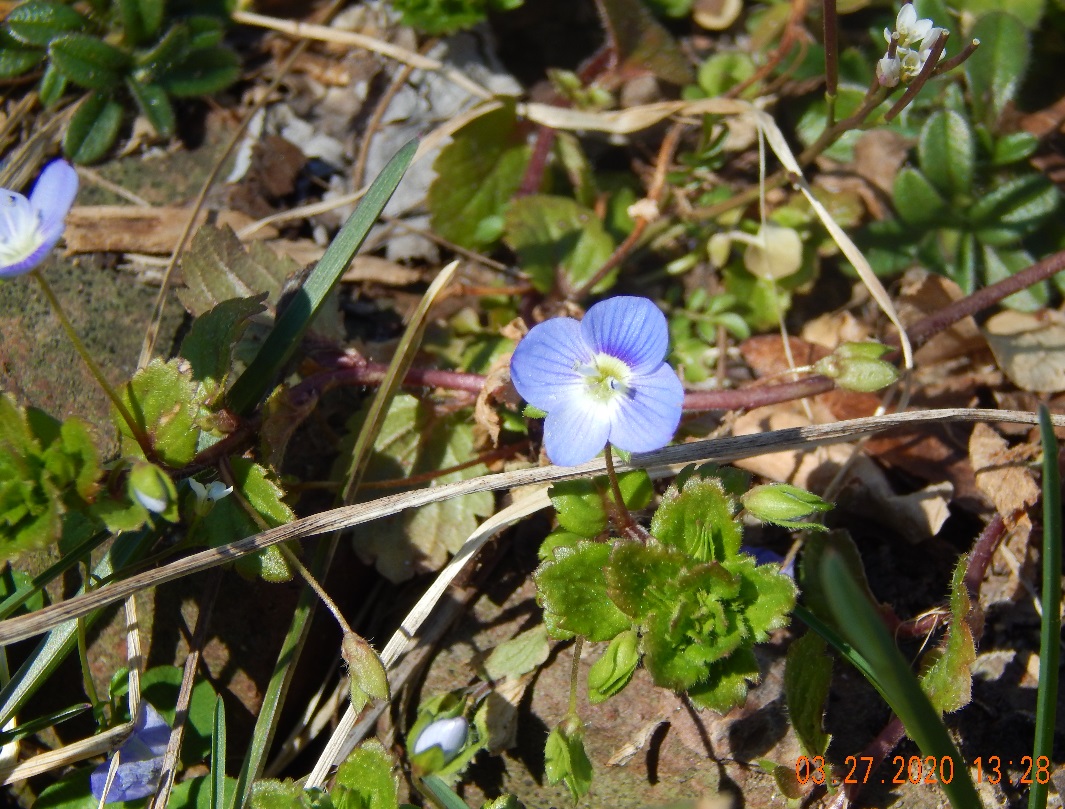 Blue eyed Mary copped for my blog