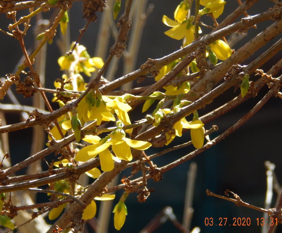 Forsythia cropped for my blog