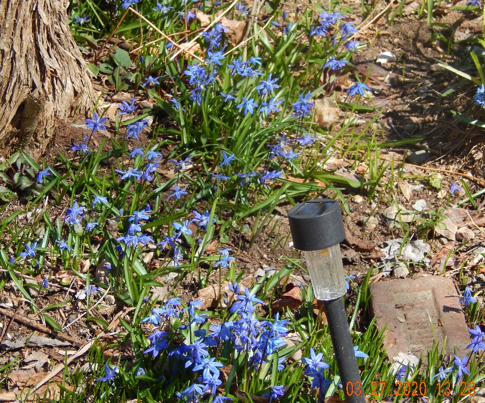 Lots of Scilla cropped for my blog