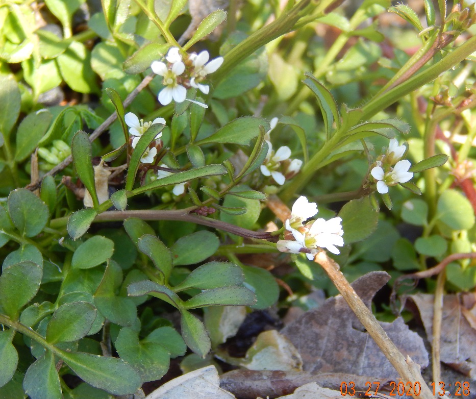 ground cover cropped for my blog